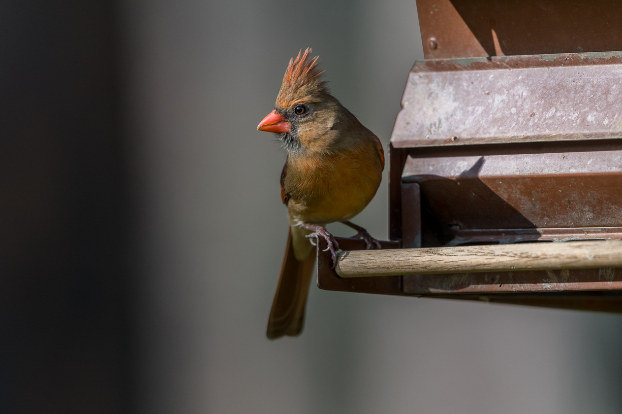 Female Northern Cardinal Profile - Original-1.jpg