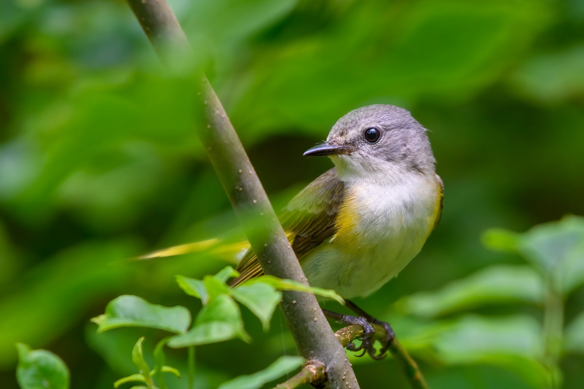 Female American Redstart | Backcountry Gallery Photography Forums