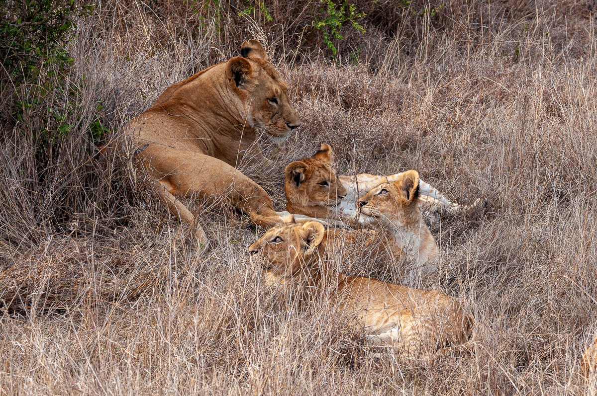 Female with Cubs-3072.jpg