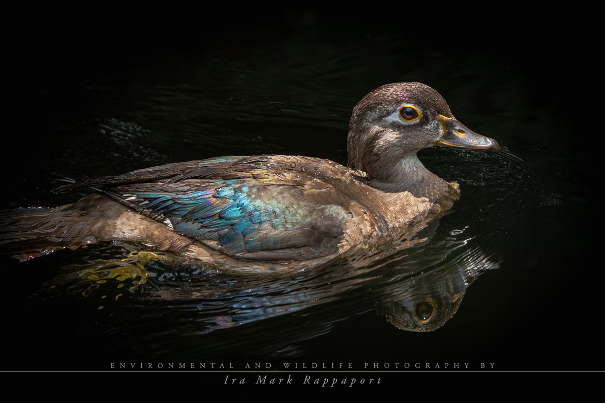Female Wood Duck.jpg