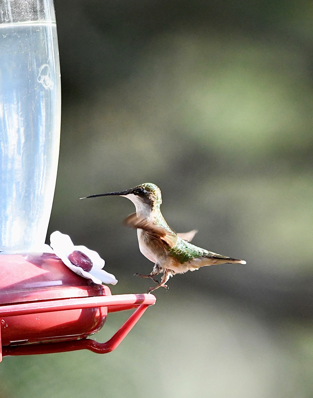 female_hummingbird_resized.jpg