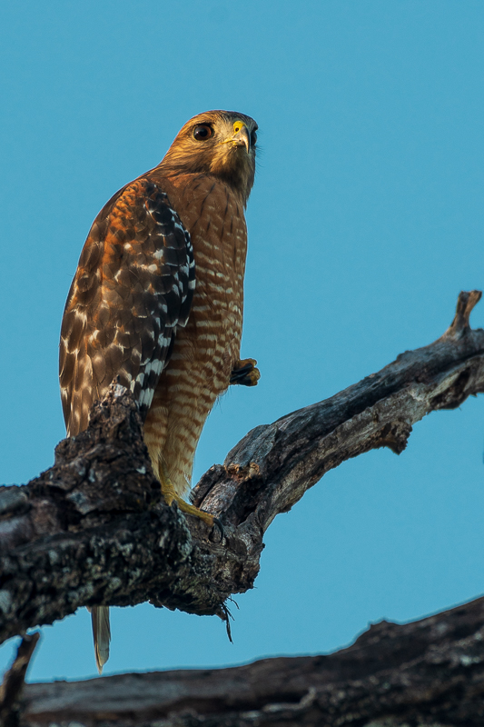 Fern Bluff Trail-20201105-106-2.jpg