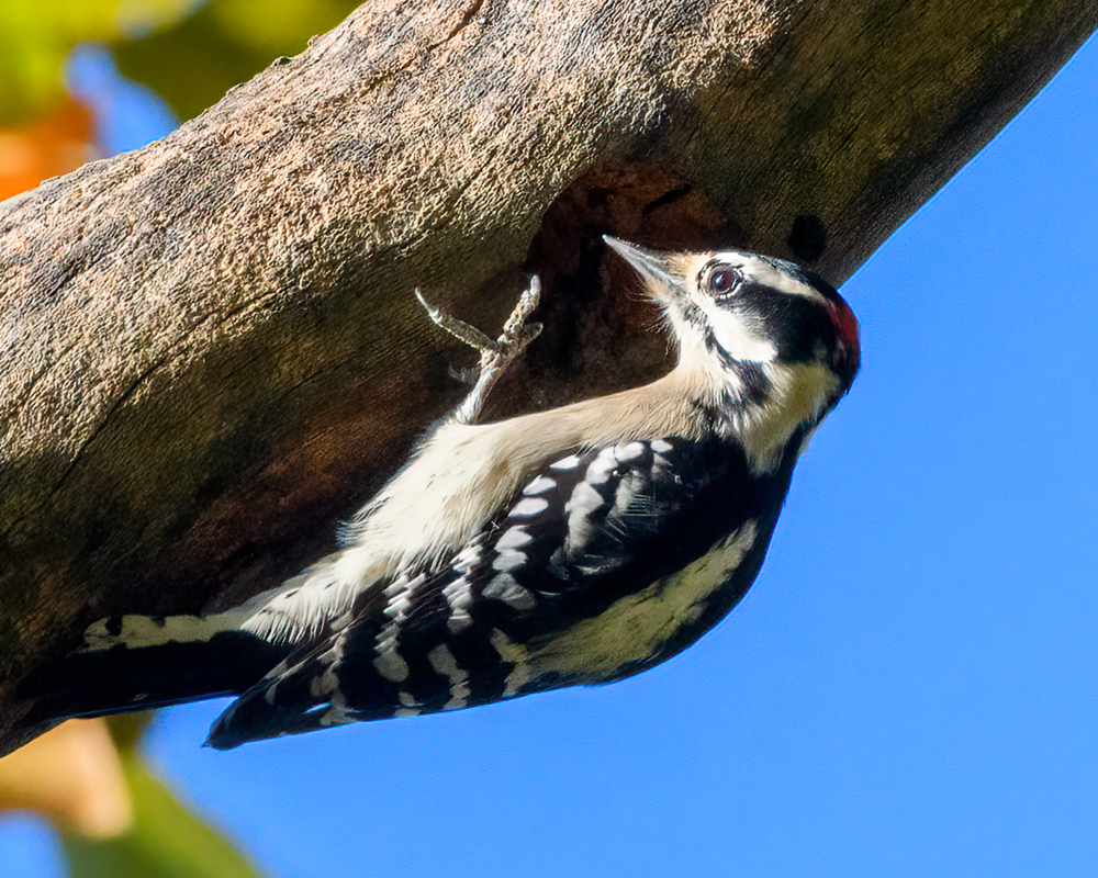 Fern Bluff Trail-20201107-029.jpg