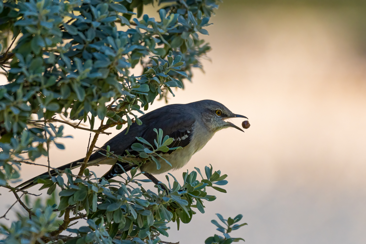 Fern Bluff Trail-20201111-102.jpg