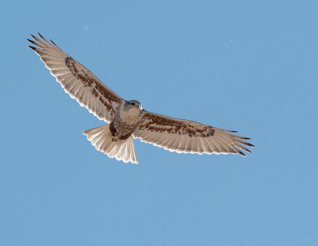 Ferruginous Hawk 500_2096.jpg