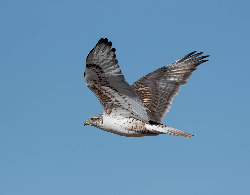 Ferruginous Hawk  Santa Cruz Flats  500_369712112020.jpg