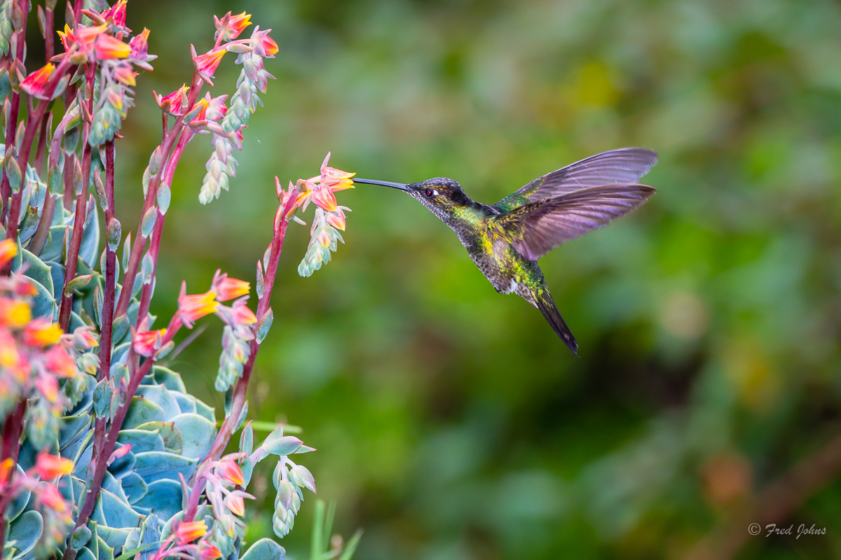 Fiery-throated Hummingbird-8sm.jpg