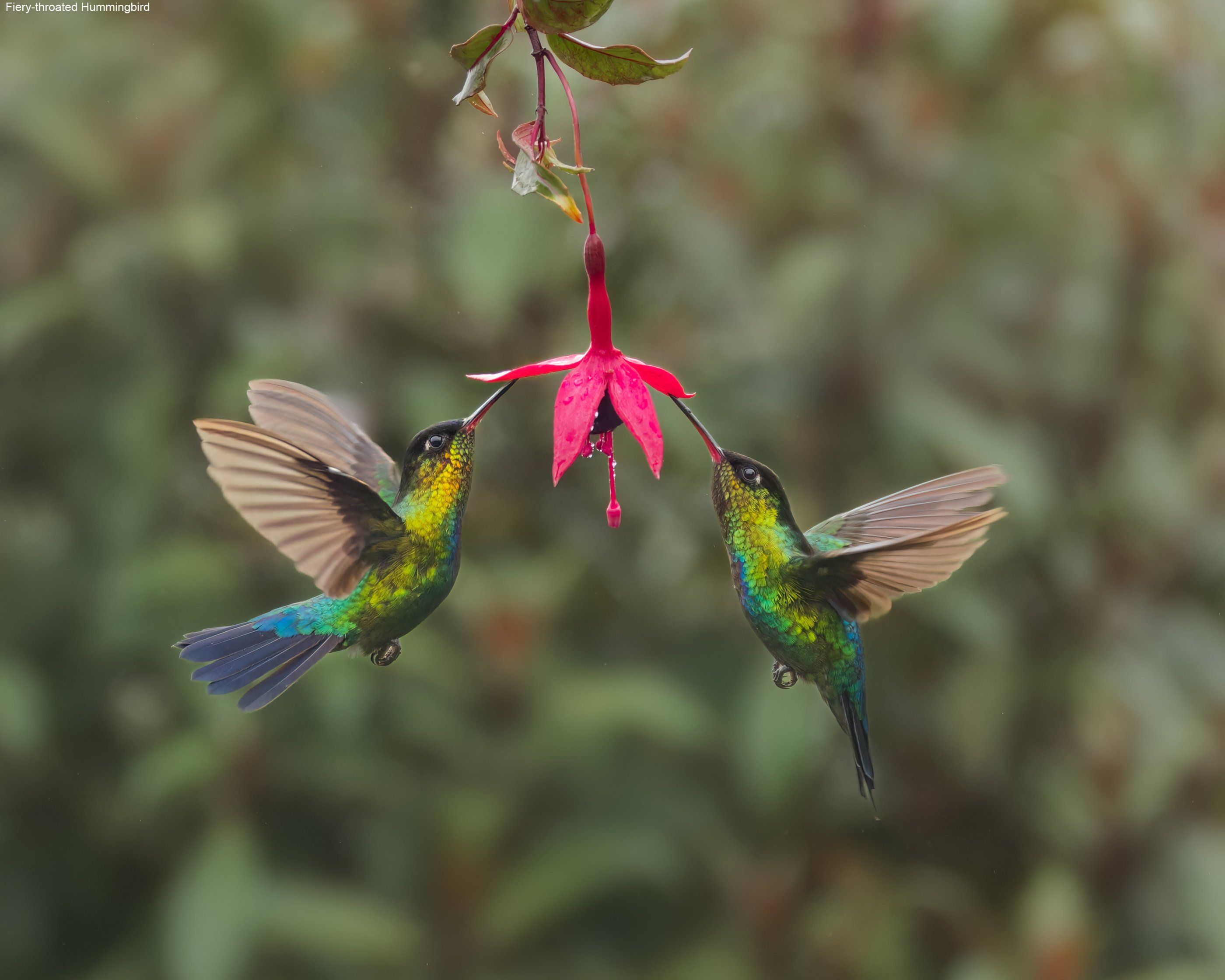 Fiery-throated-Hummingbird-Paraiso-Quetzal-5.jpg