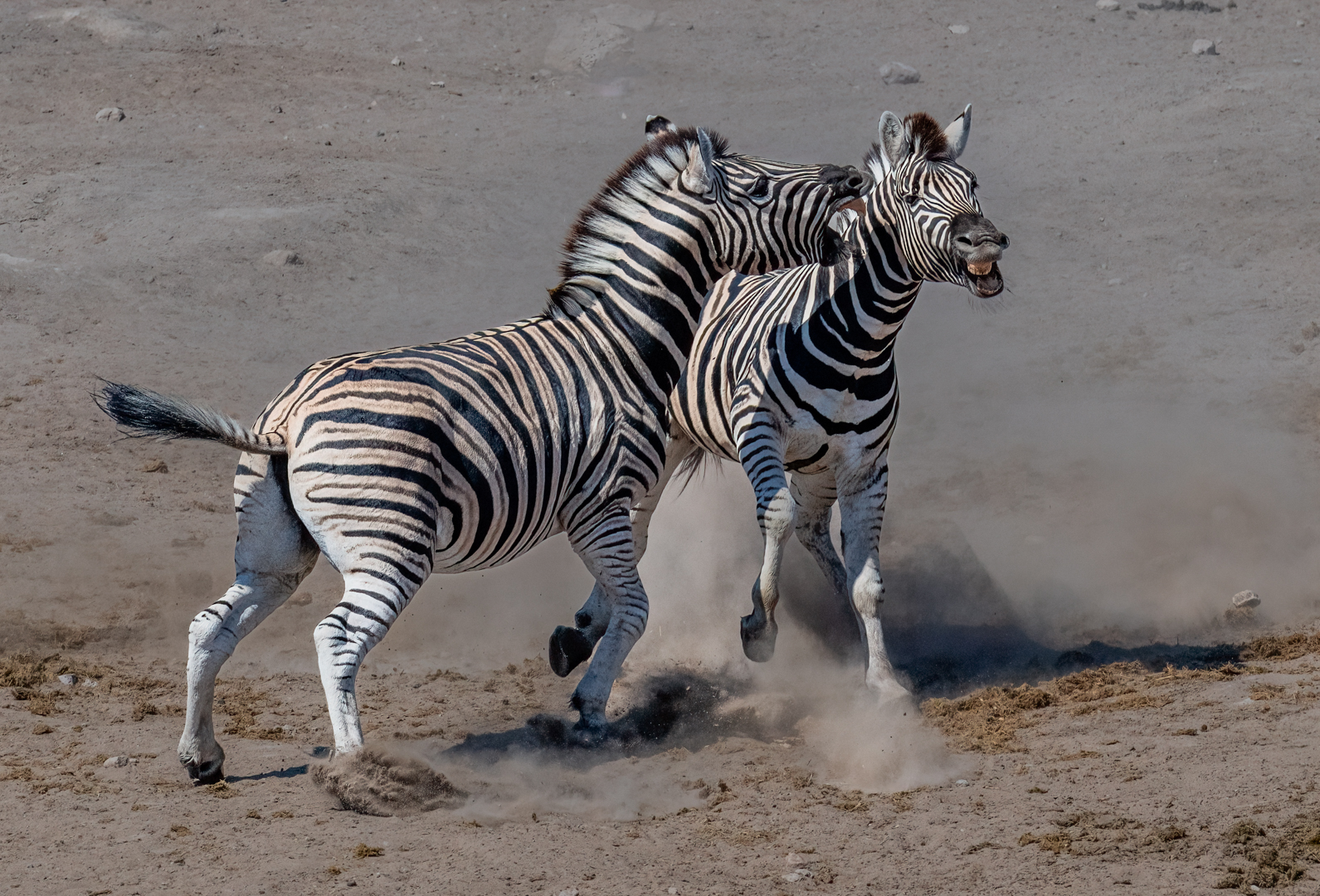 Fighting Zebra Stallions-2.jpg