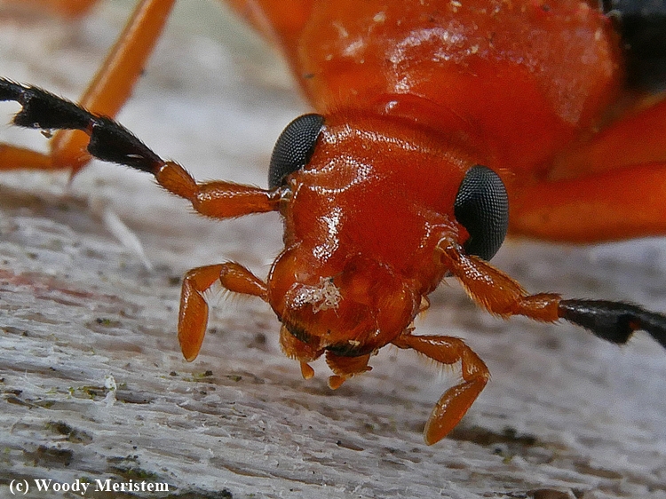 Fire-colored beetle Beetle (3).JPG