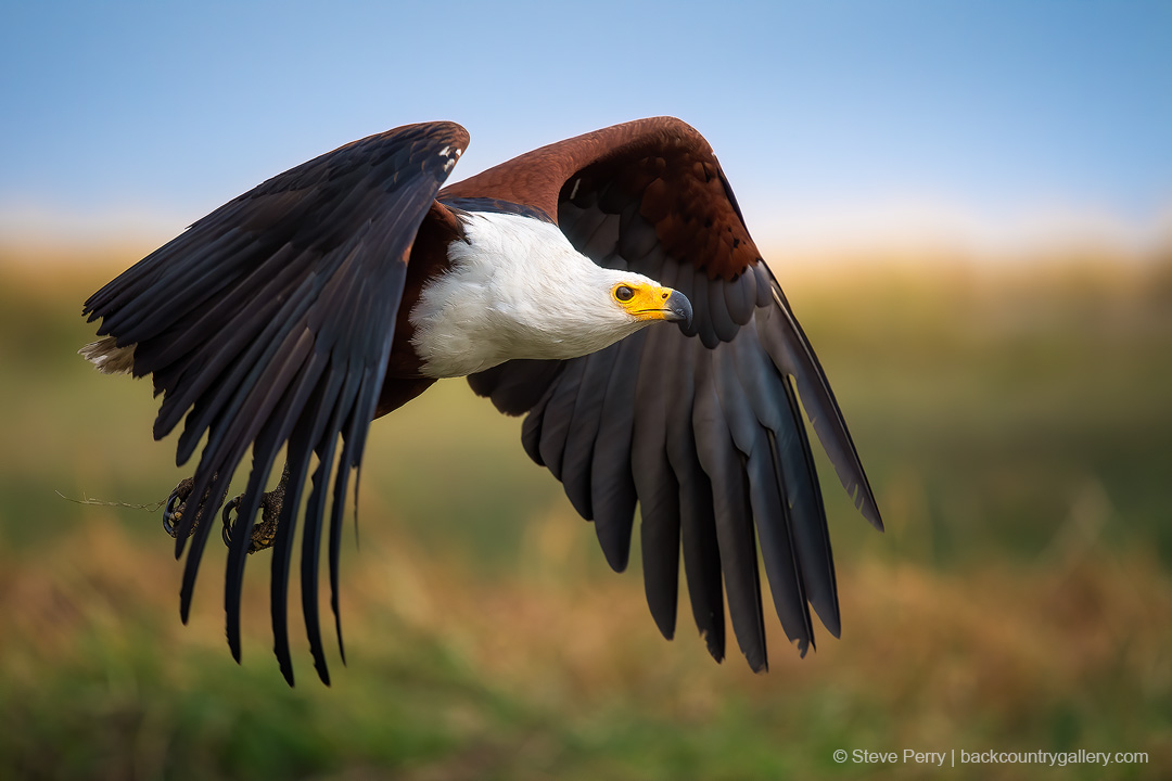 fish-eagle-in-flight.jpg