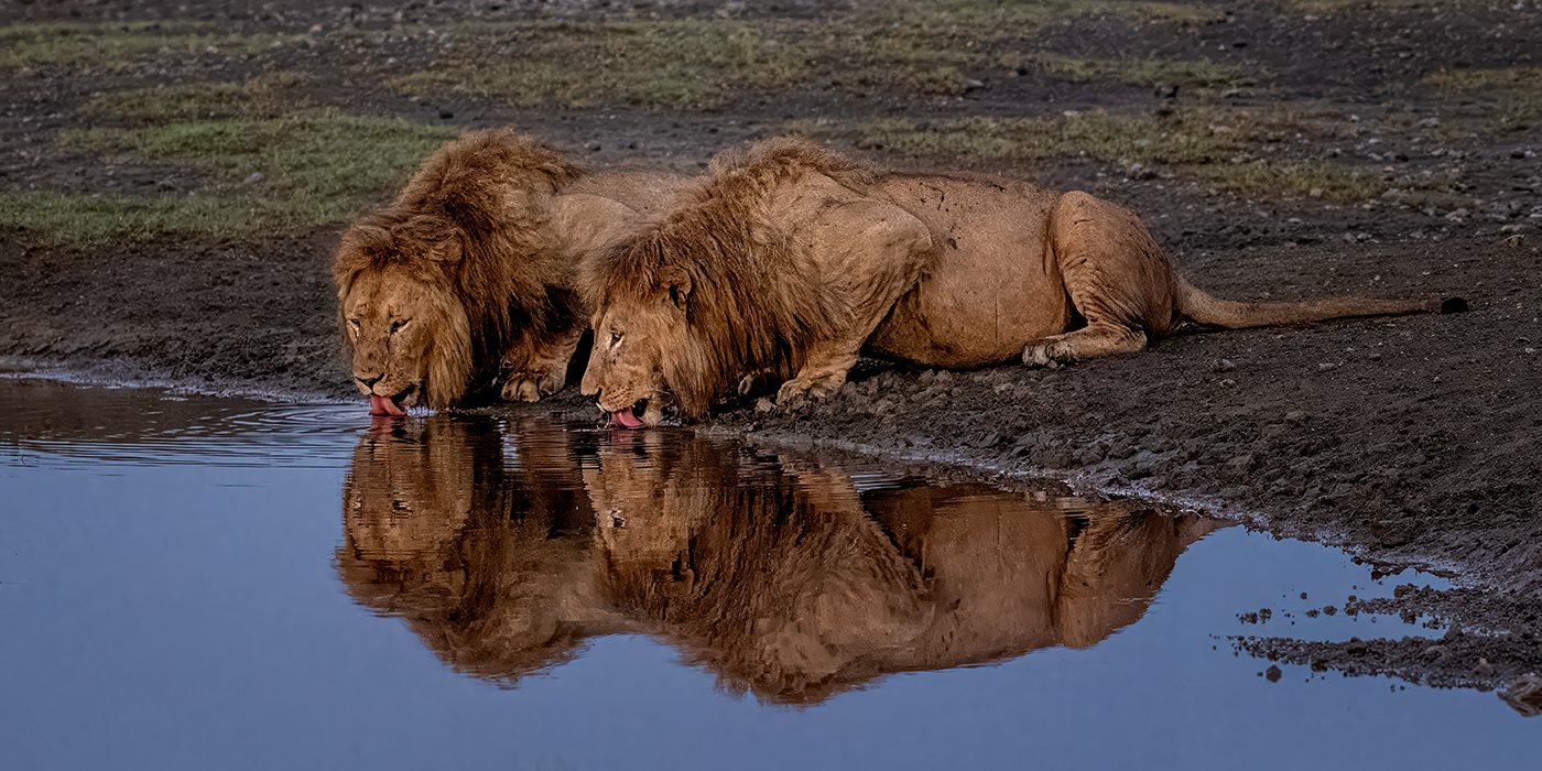 Fisher Drinking Lions V2.jpg