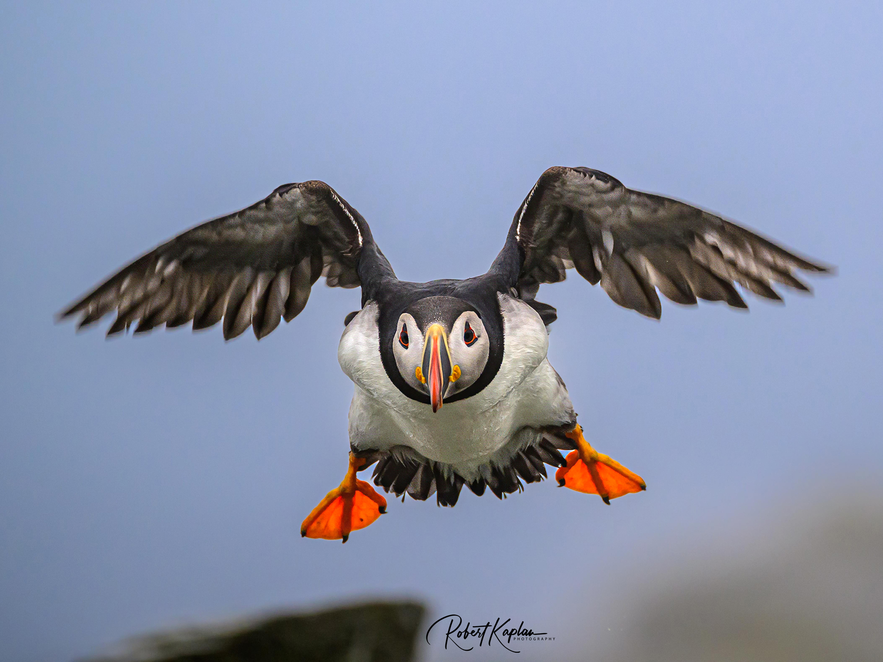 Fkying Puffin_small2420-.jpg