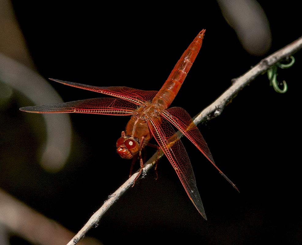 Flame Skimmer  Dragon Fly Page Springs 04242014 (34).jpg