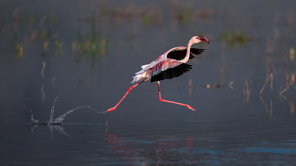 flamingo-running.jpg