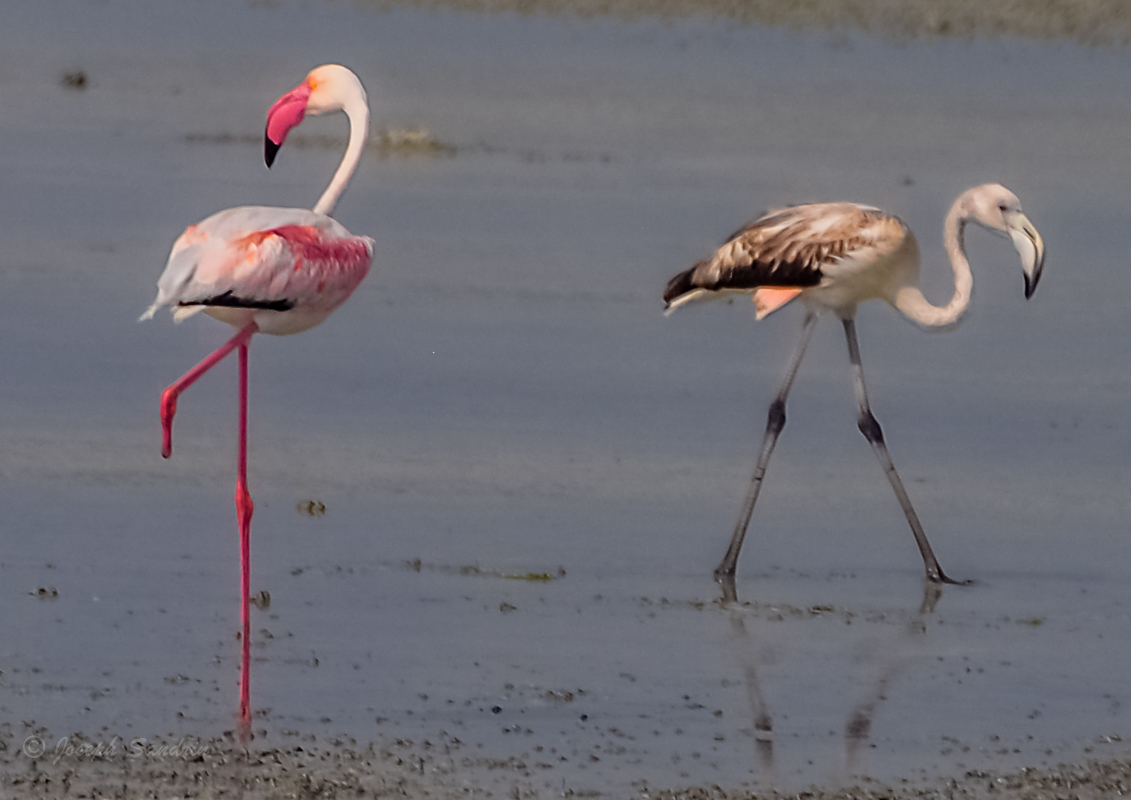 Flamingoes-0921-IMG_00001.jpg