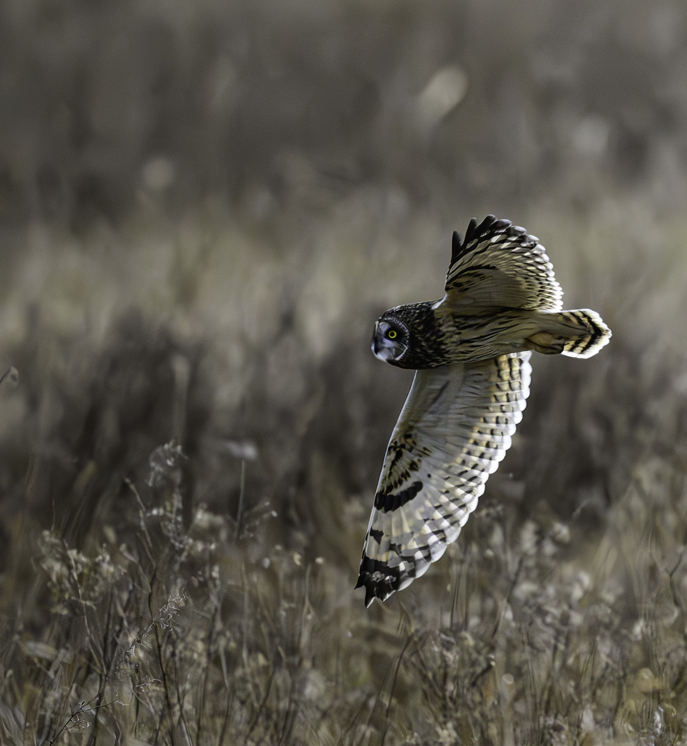 flat eared owl in flight.jpg