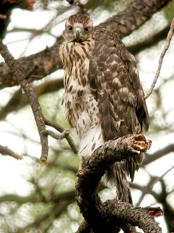 fledgling Goshawk North Kaibab perched 9 x 12 DSCN3563.jpg