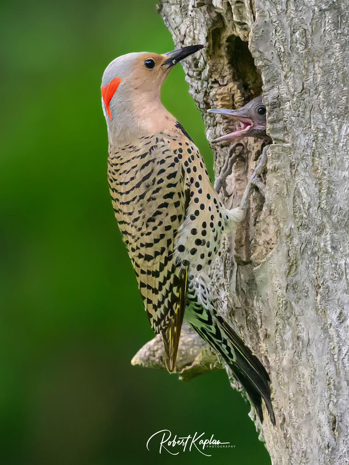 Flicker and baby_small-.jpg