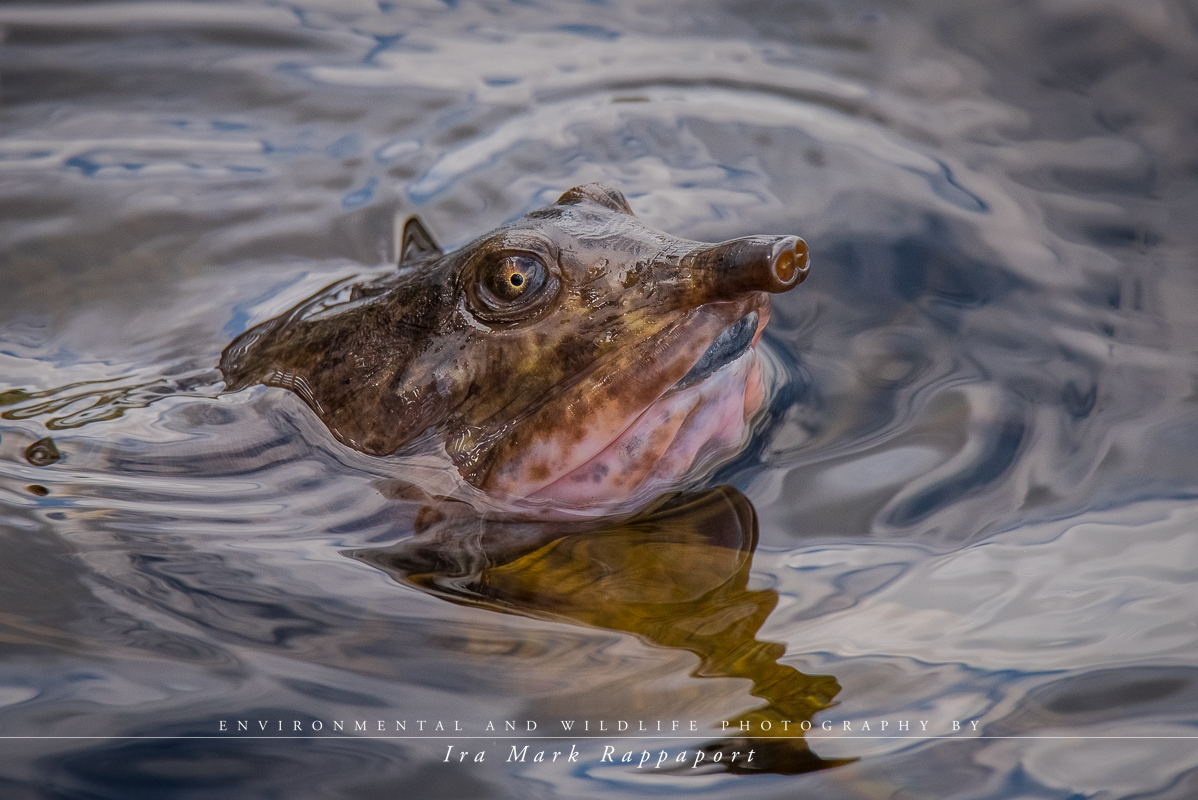 Florida Softshell Turtle.jpg