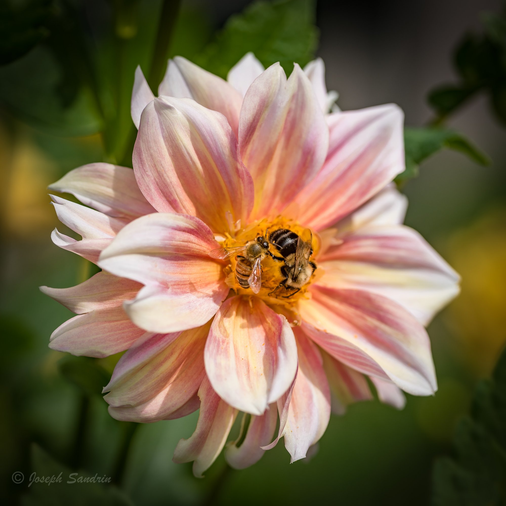 FlowerNYBG-1-2.jpg