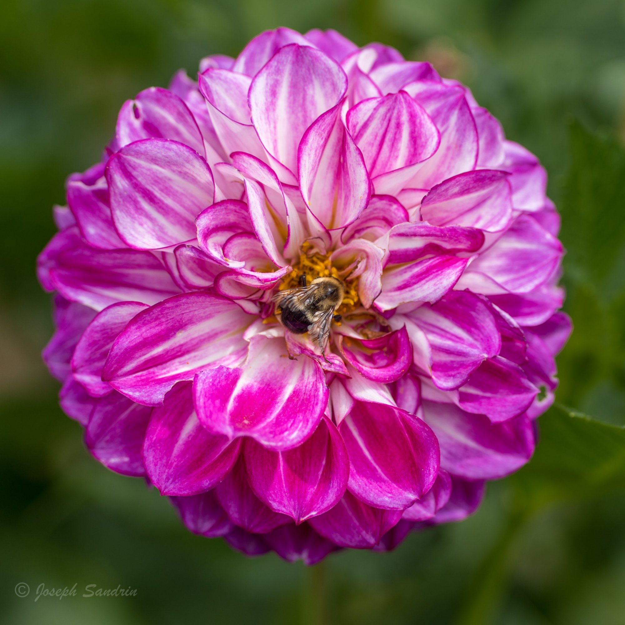 FlowerNYBG-2-2.jpg