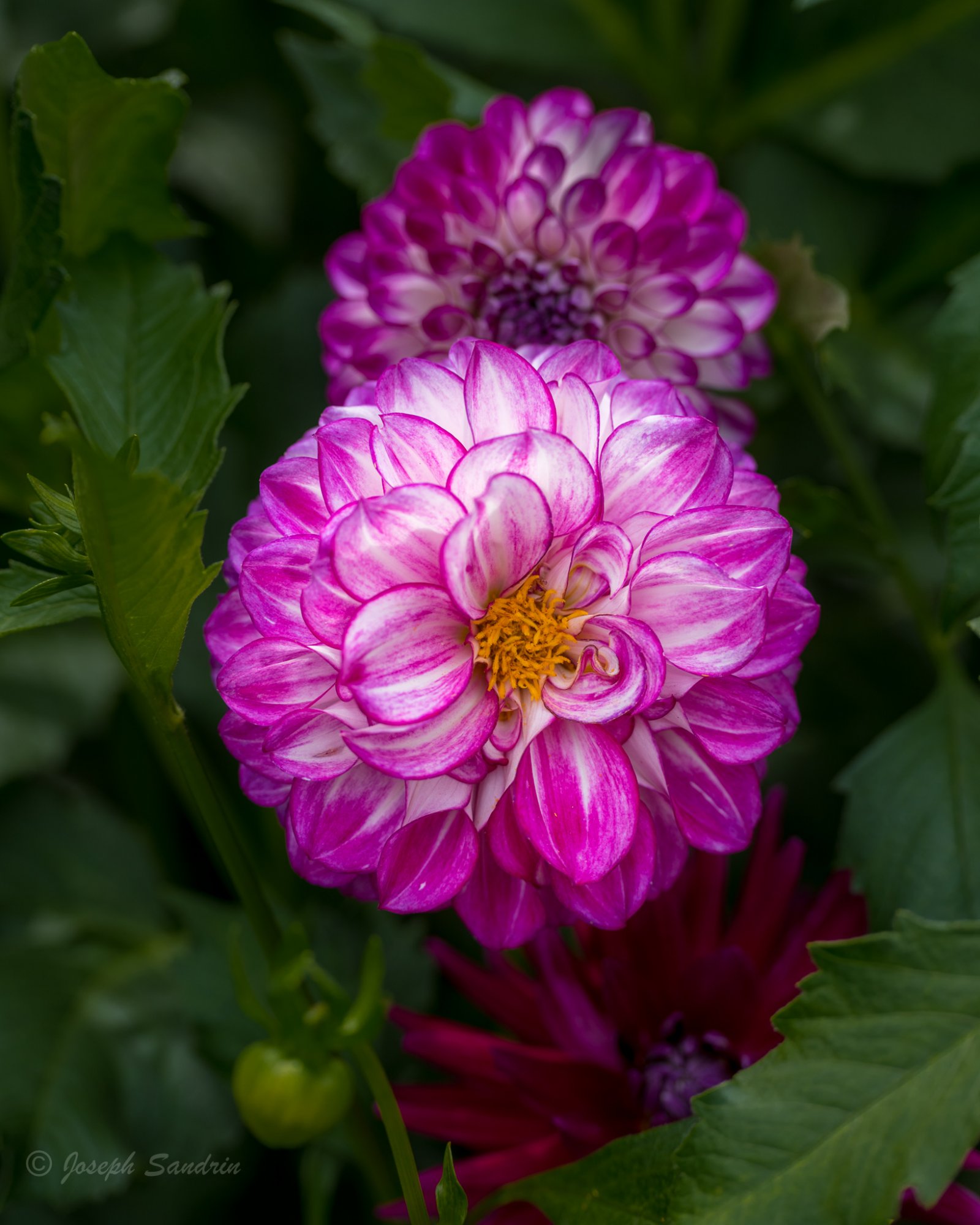 FlowerNYBG-3-2.jpg