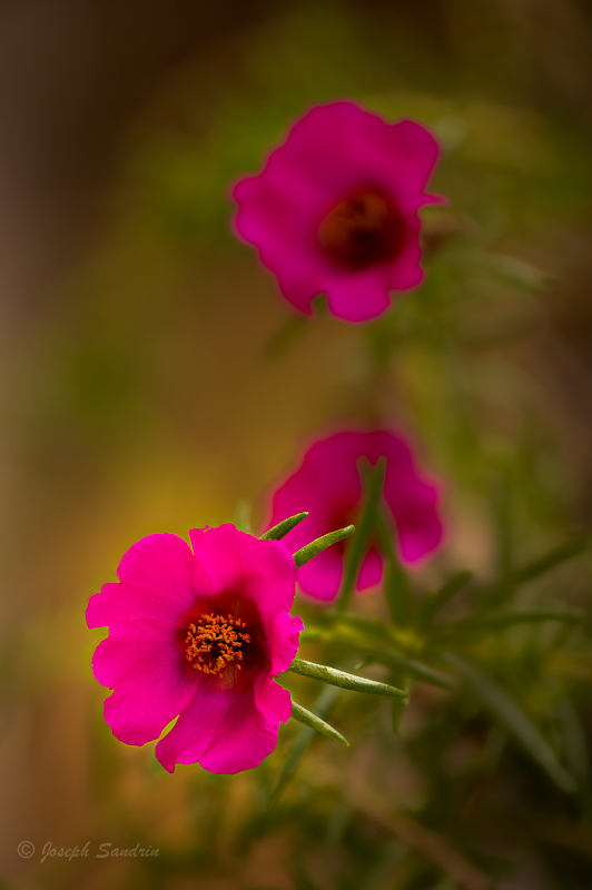 Flowers_FS-5.jpg