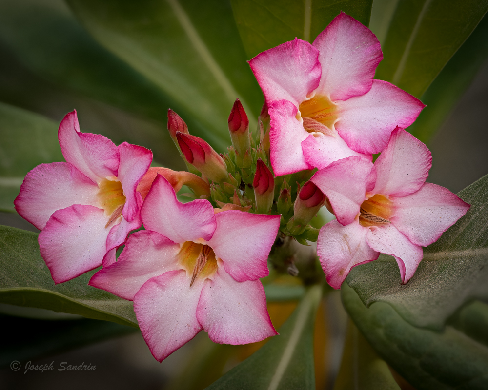 FlowerStacks-3.jpg