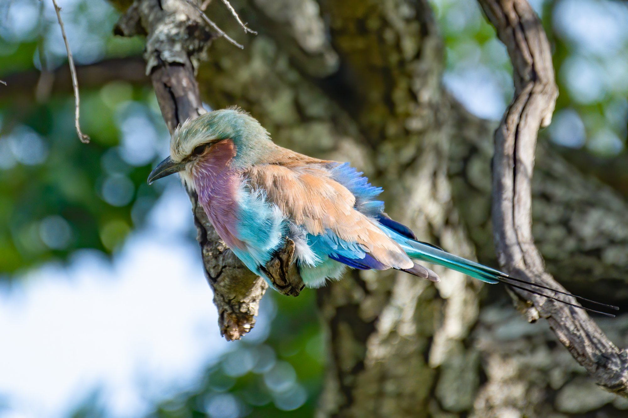 Fluffed Roller.jpg