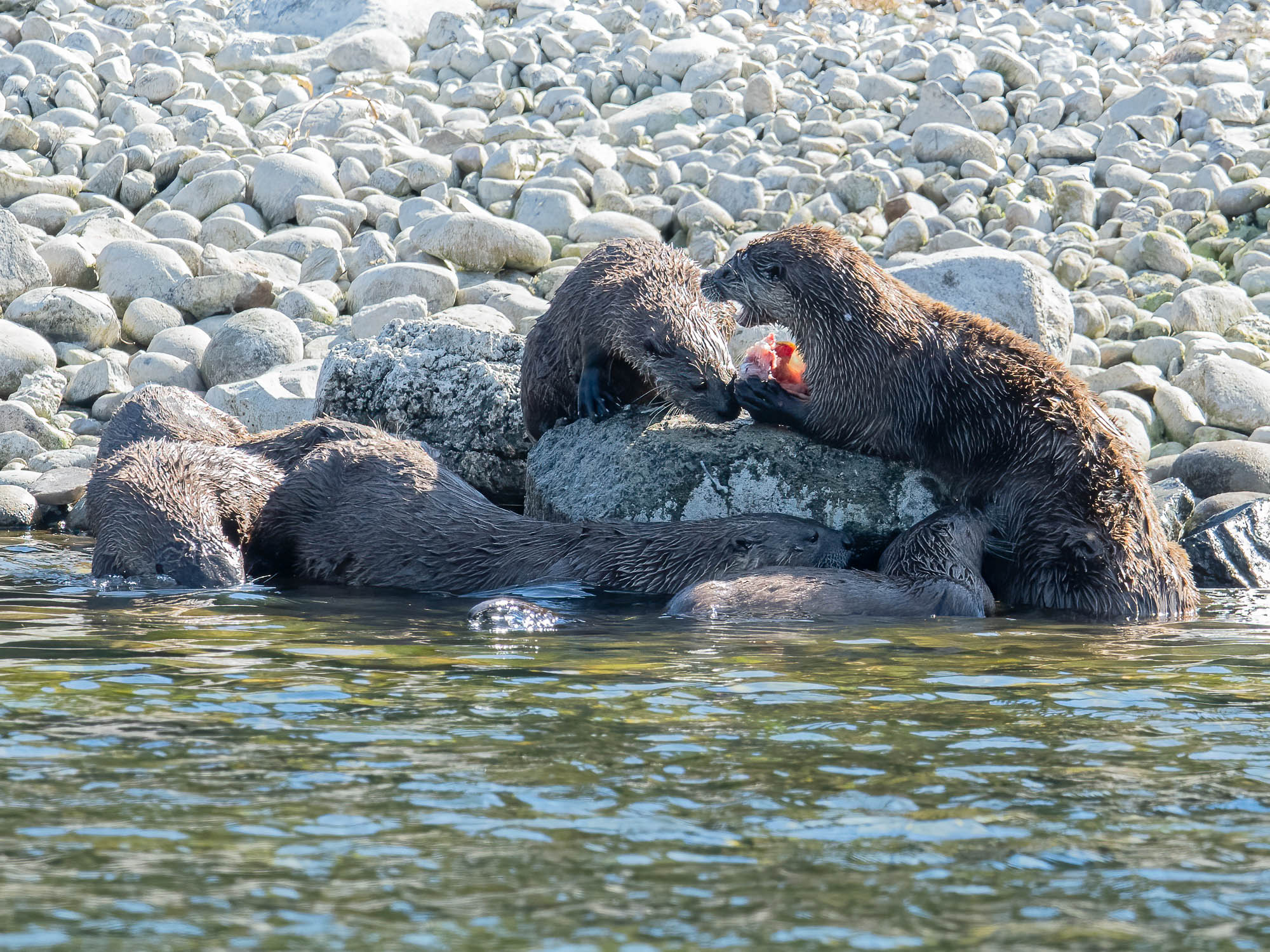 Flussotter Familie.jpg