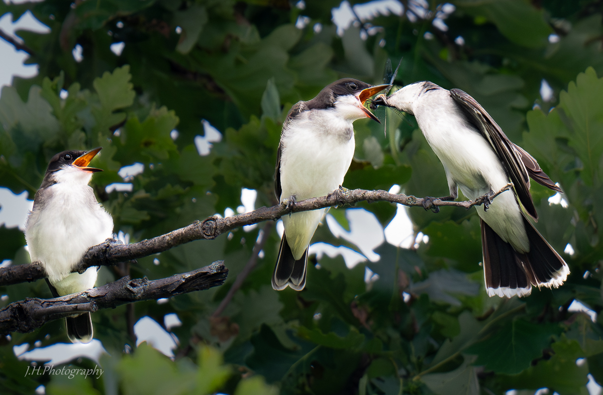 Fly Catcher Lunch.jpg