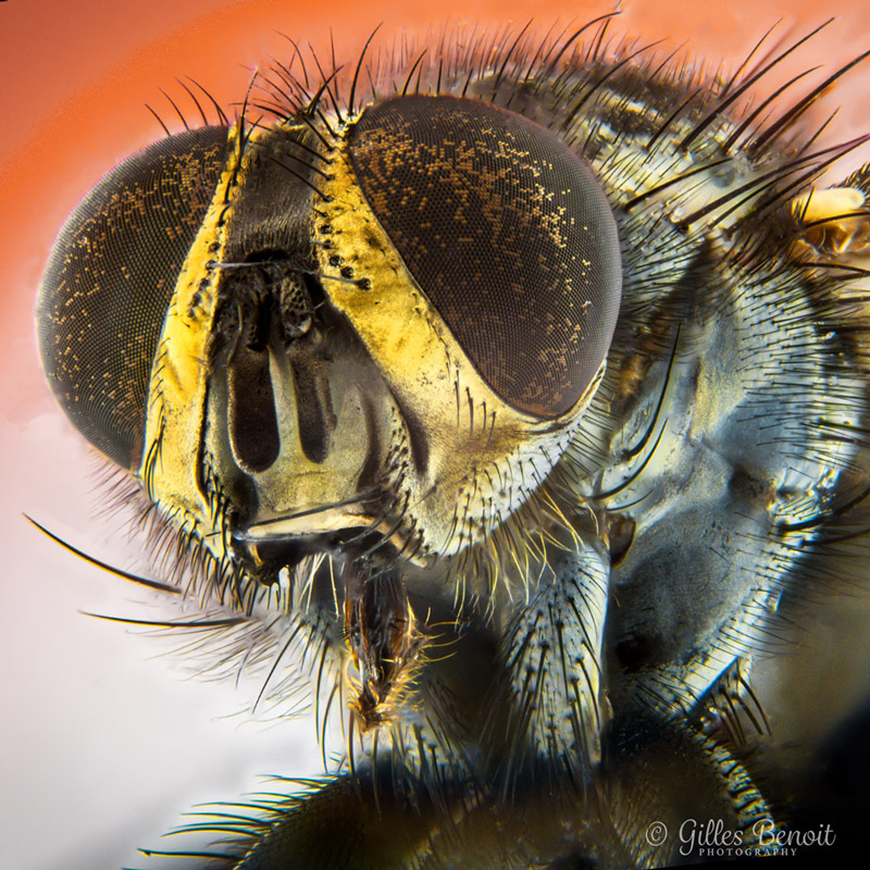 Fly-closeup.jpg