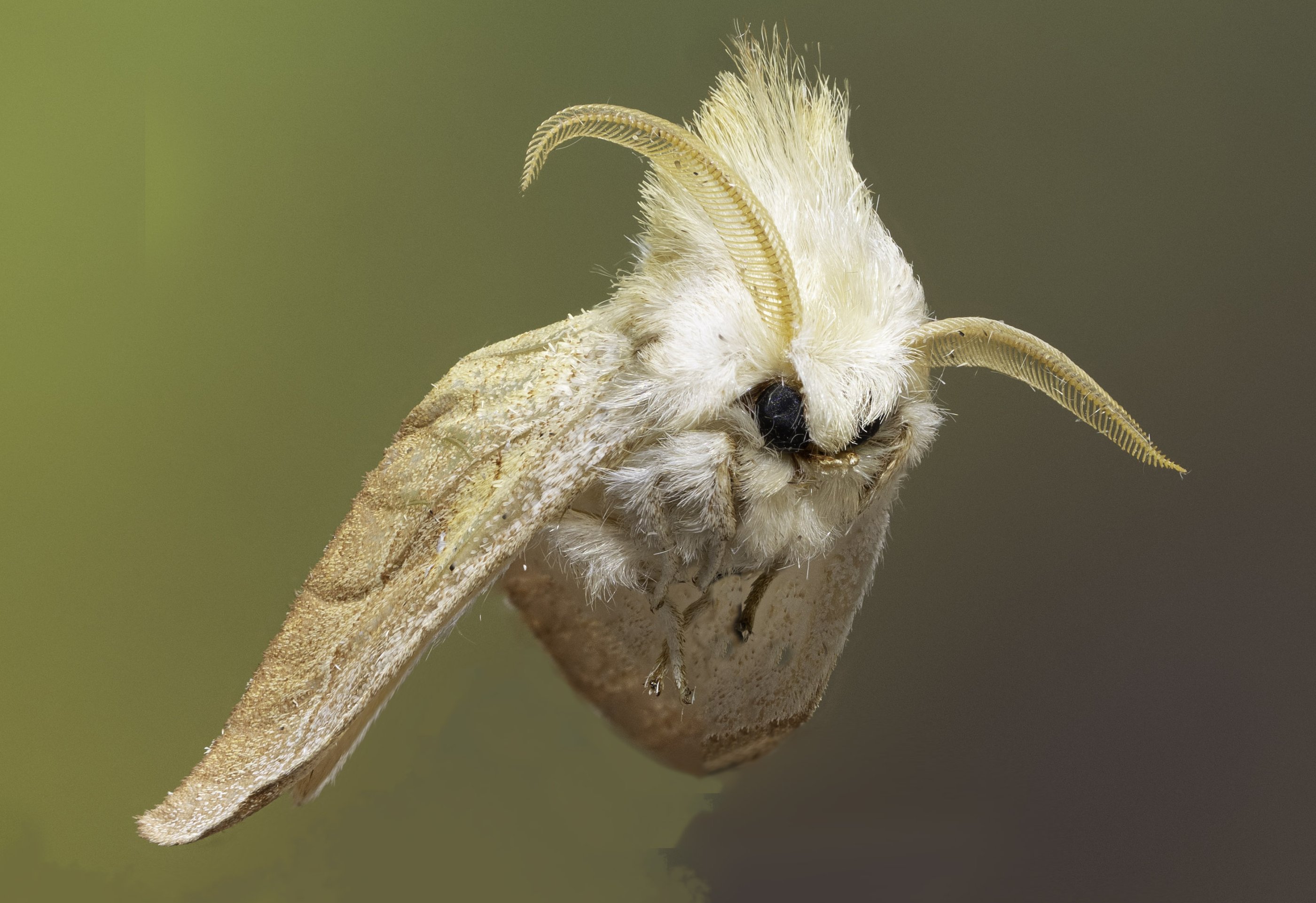 flying moth.jpg