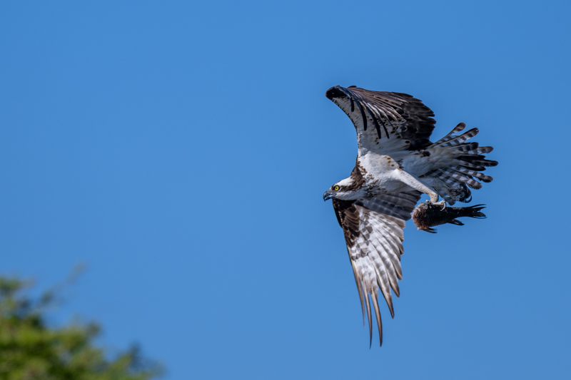 Flying Osprey with Fish-2.jpg