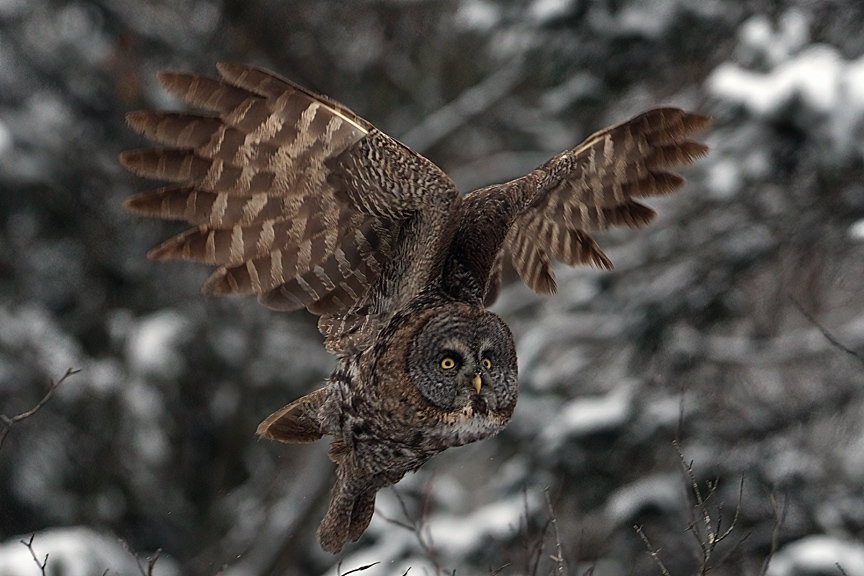 Flying Owl.jpg