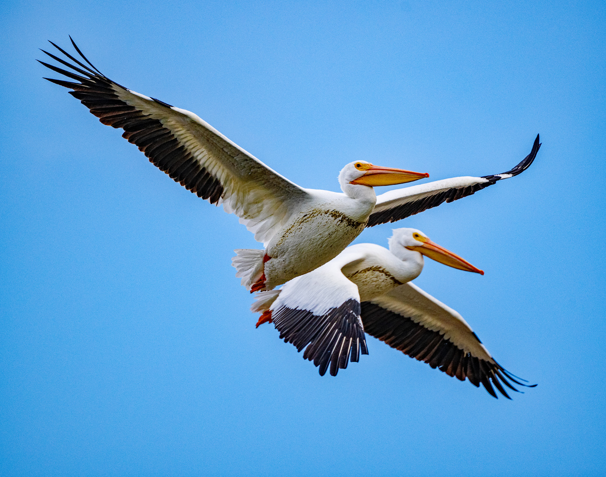 Flying Pelicans small.jpg