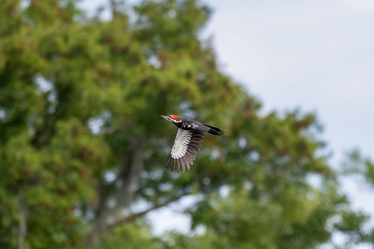 Flying Pileated Woodpecker 50923-1.jpg