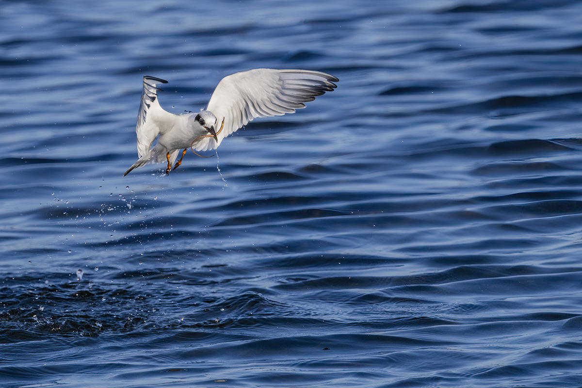 Forrester Tern catching a pipefish.jpg