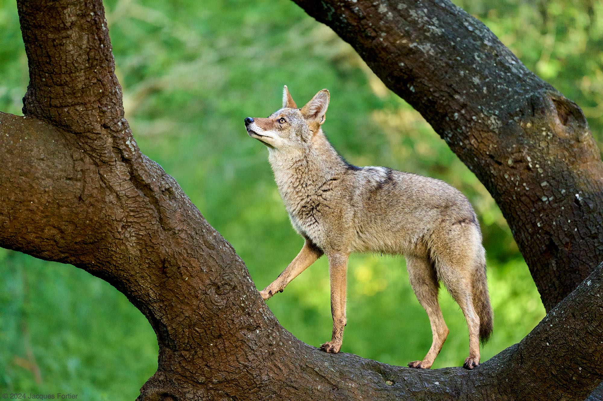 Forum 24-04-11 Coyote.jpg