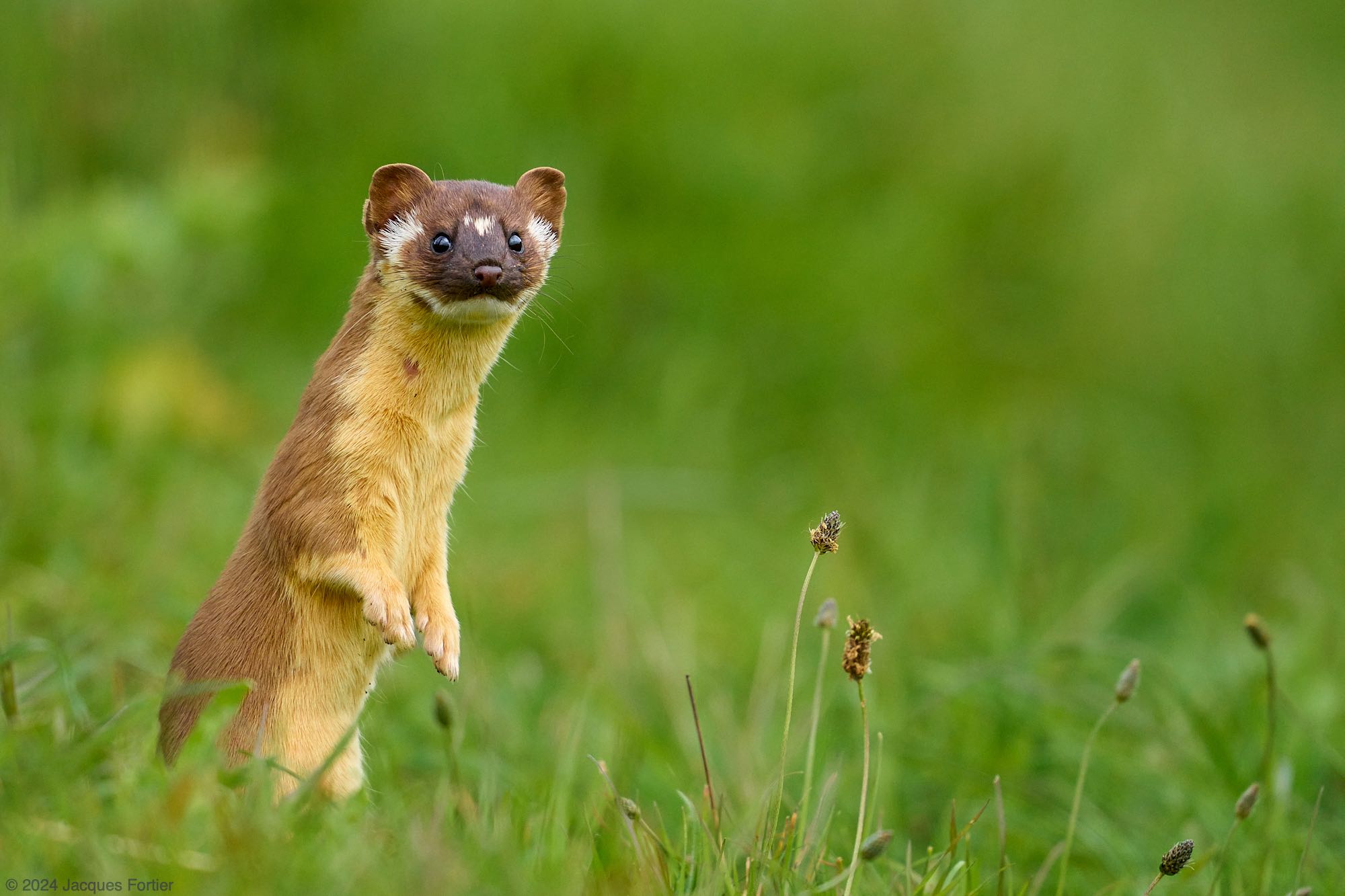 Forum 24-04-14 Long-Tailed Weasel.jpg