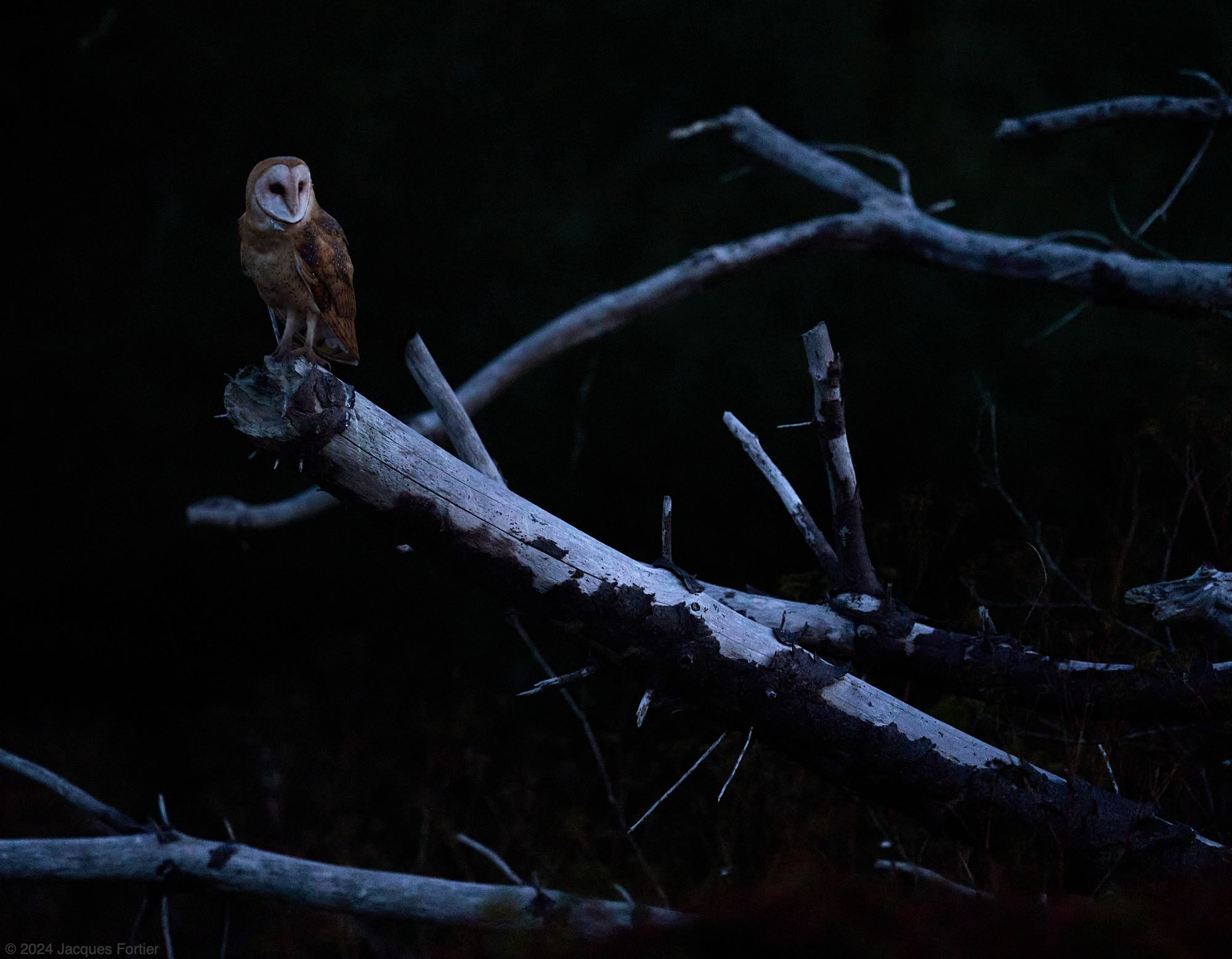 Forum 24-08-16 Barn Owl.jpg