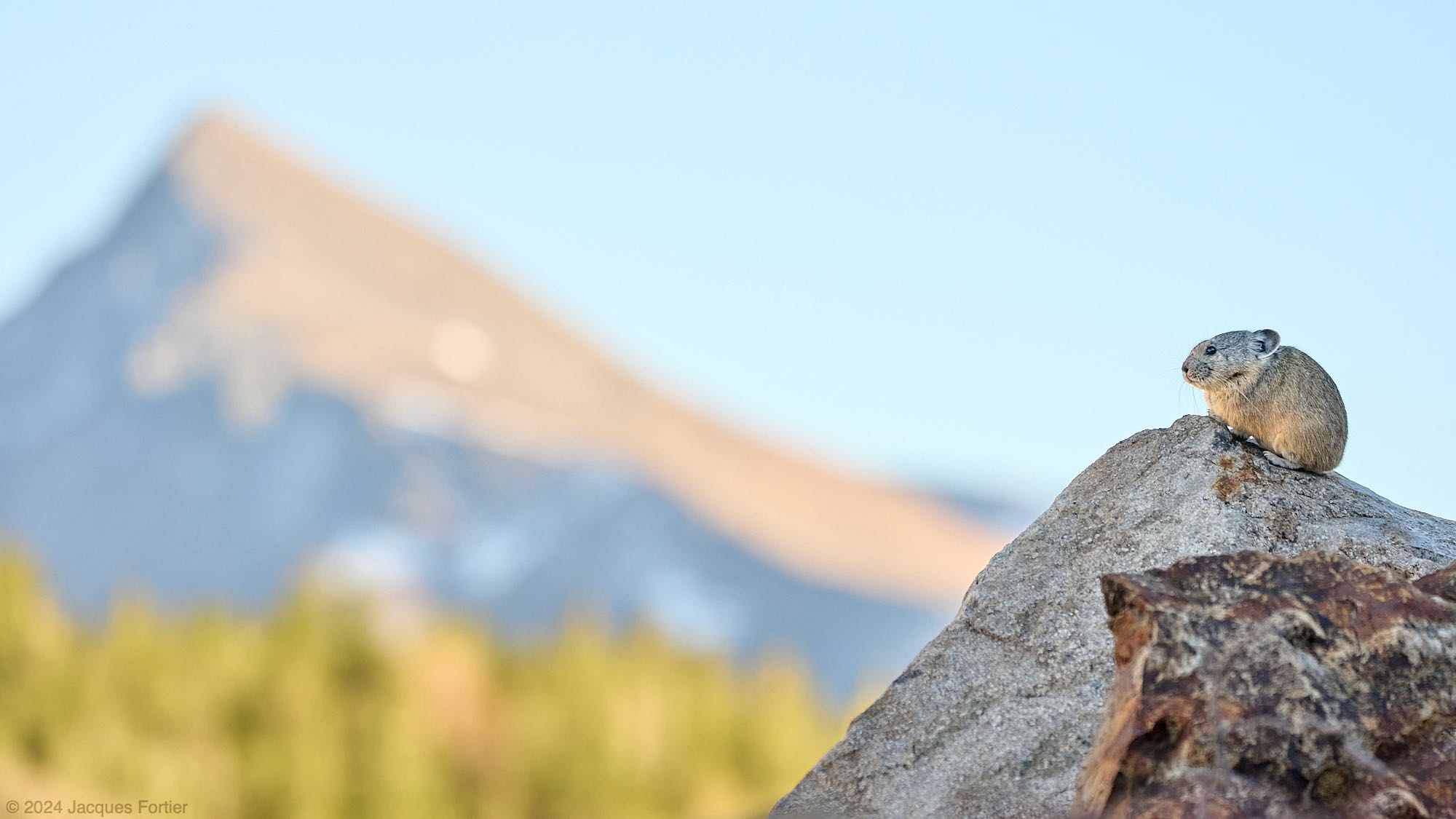 Forum 24-09-26 American Pika.jpg