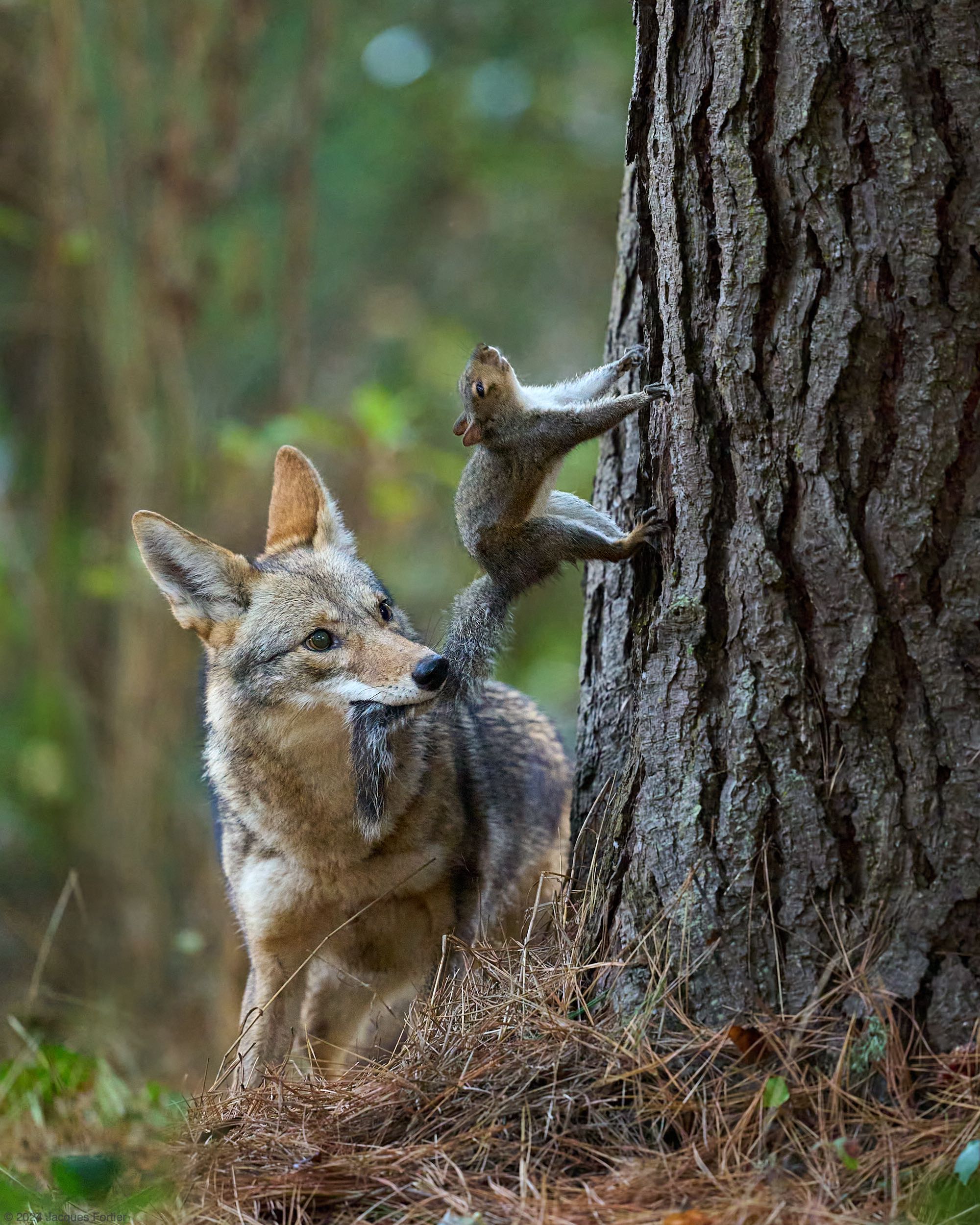 Forum 24-11-02 Coyote.jpg