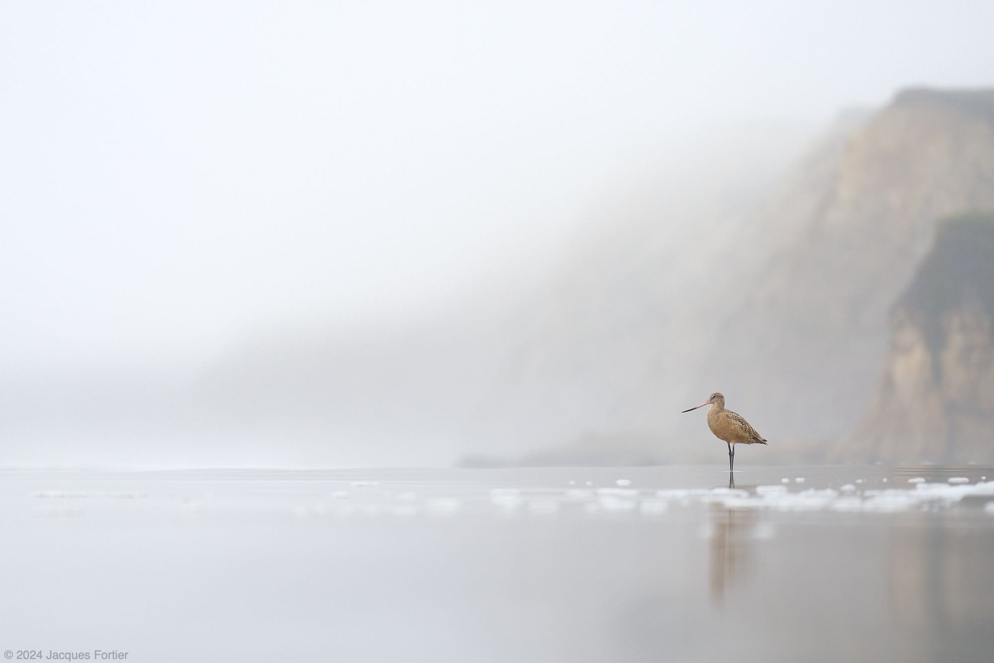 Forum 24-12-22 Marbled Godwit.jpg