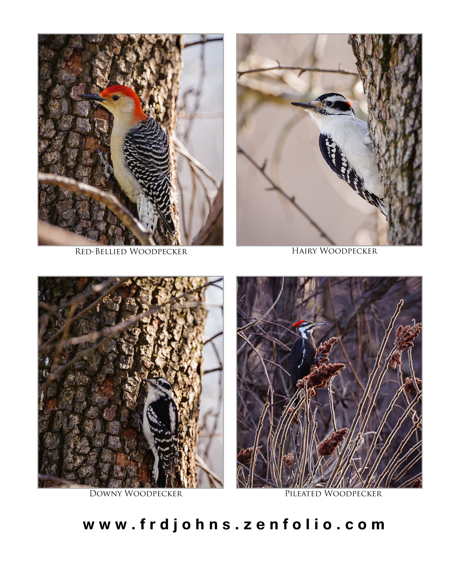 Four Woodpeckers txt.jpg