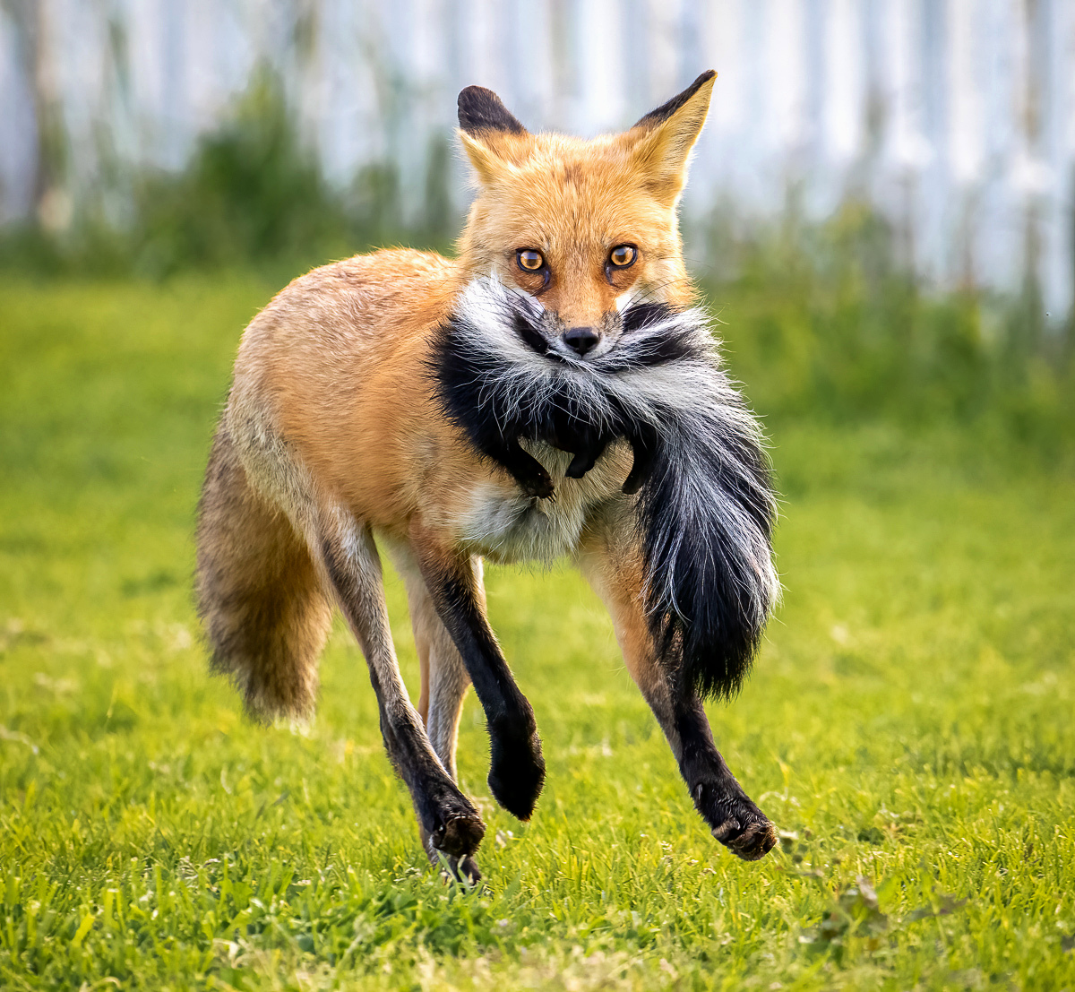 Fox with meal (skunk)-sh.jpg