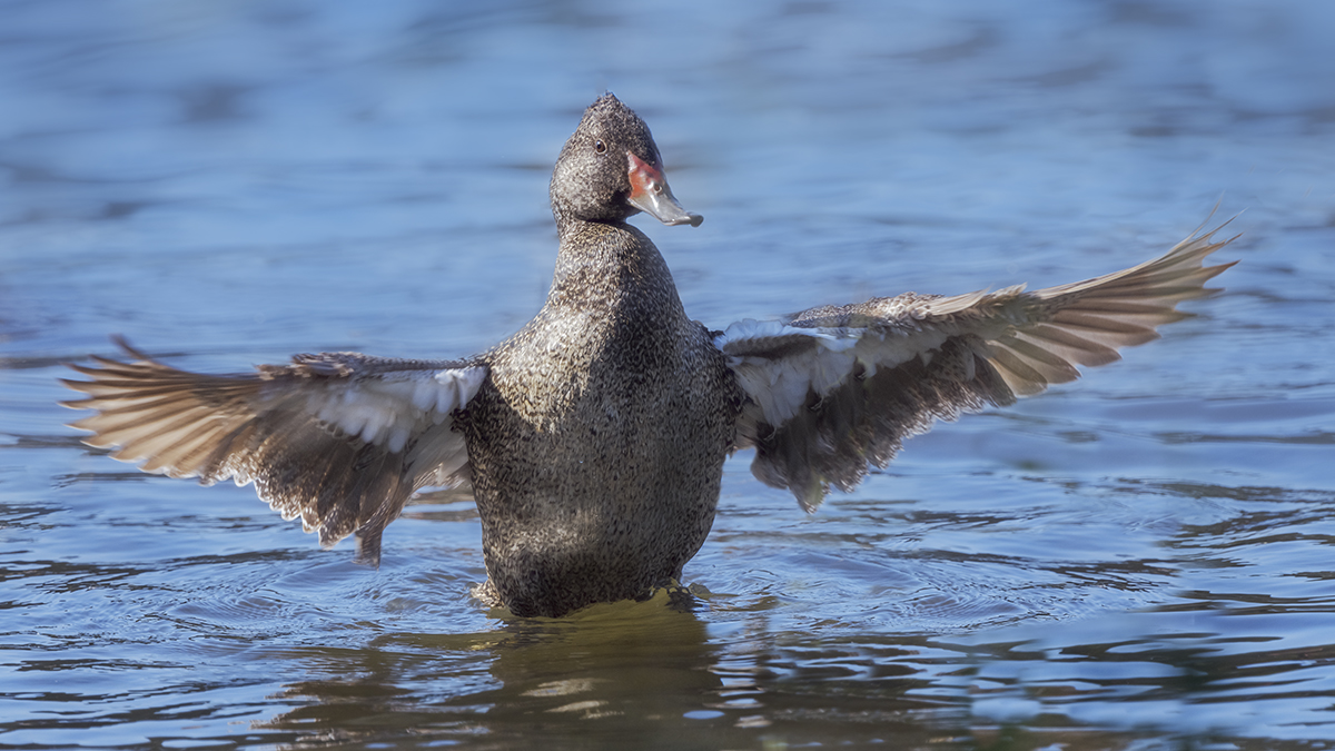 Freckled Duck_Male displaying to female.jpg