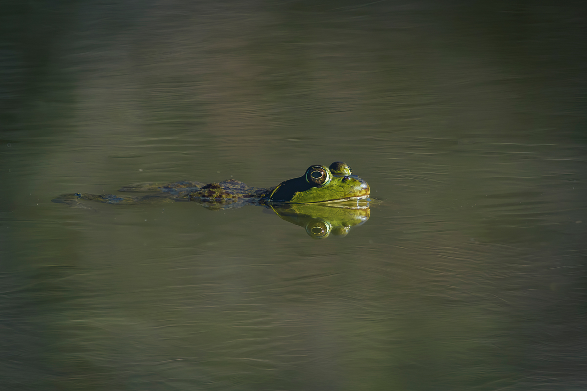 frog green.jpg