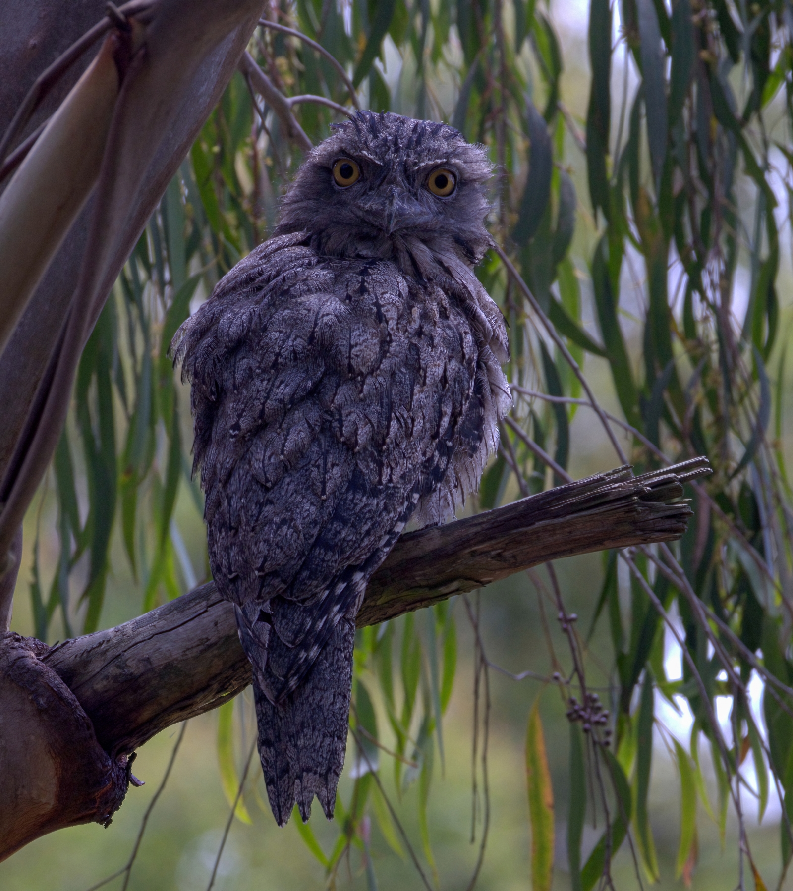 Frogmouth 01 01 25--DeNoiseAI-standard resize.jpg